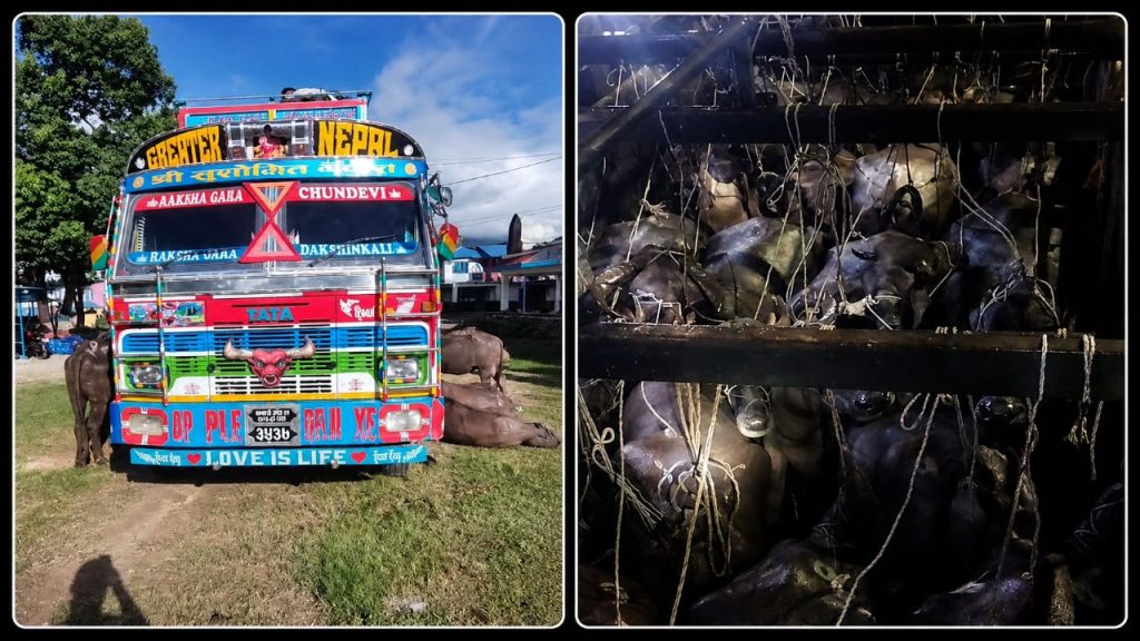 Transporting quadrupeds against standards