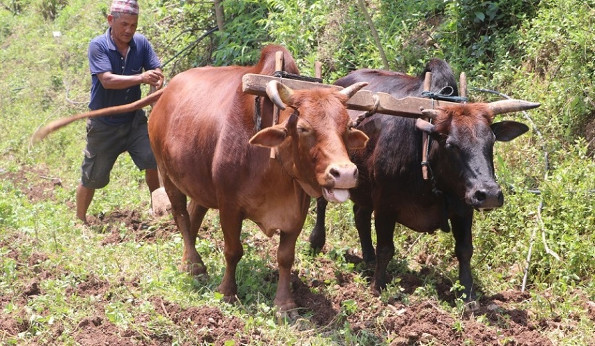 hal-goru-jotdai