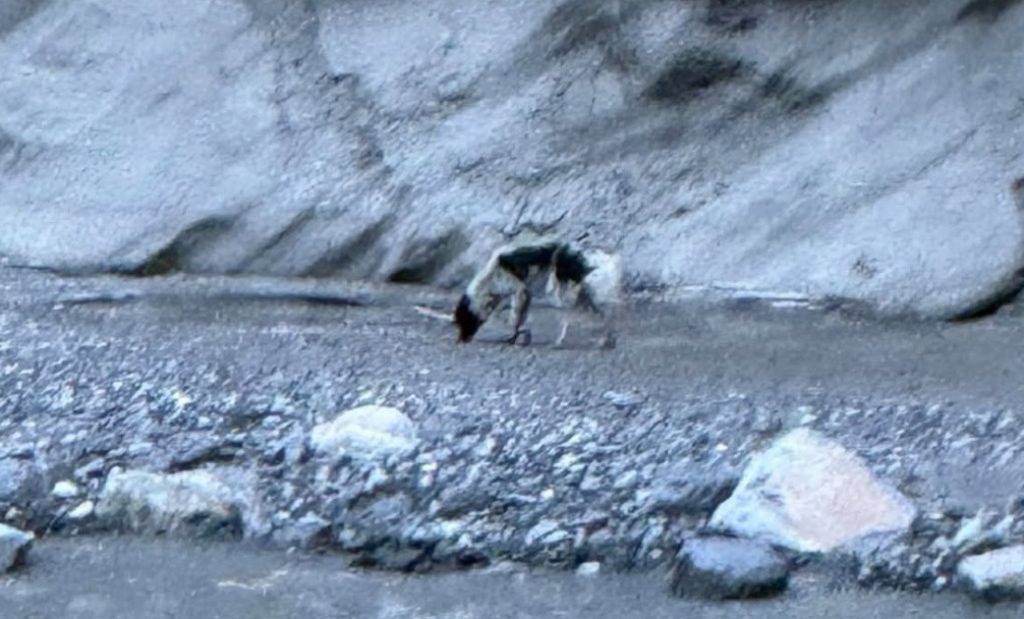 dog–budigandaki